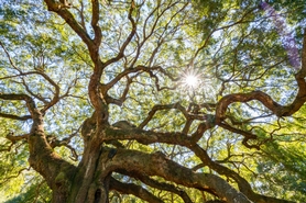 Plancher de bois québécois: un choix écologique